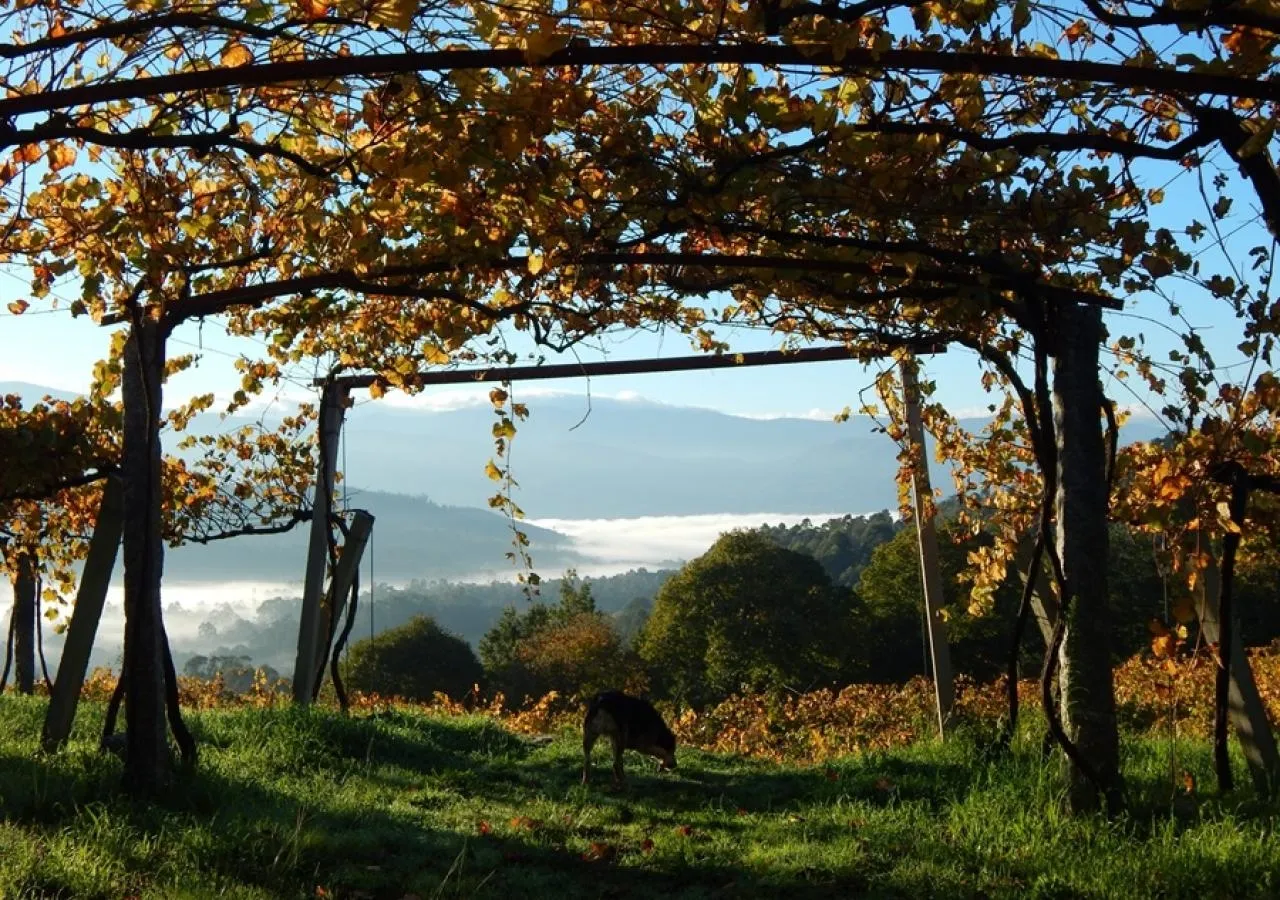 viñedo torgo-5464